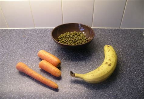 5 Homemade Rabbit Treats To Make For Your Bunny Usa Rabbit Breeders