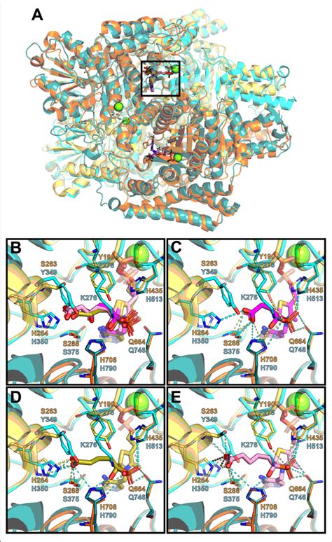 Structural Analysis Of The Ogdh And Oadh Complexes With Thdp And