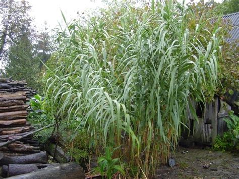 Plantfiles Pictures Arundo Species Giant Reed Reed Grass Spanish Cane Wild Cane Arundo