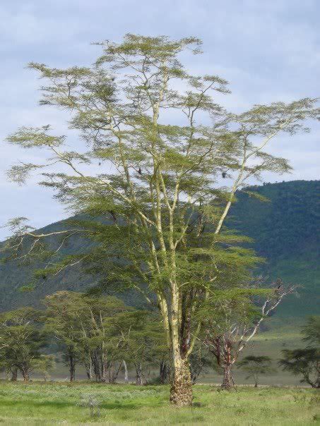 Acacia Tree Pictures Photos Of Wattle Trees