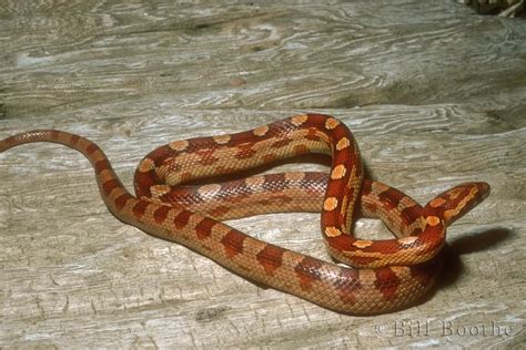 Eastern Corn Snake Snakes Nature In Focus