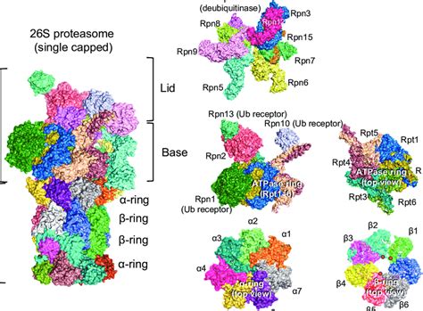 Molecular Architecture Of The Eukaryotic Proteasome The 26s Proteasome Download Scientific