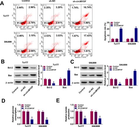 Circmyof Knockdown Promoted Lscc Cell Apoptosis And Inhibited