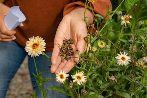 Save Calendula Seeds Peliculafilmhd4k