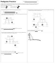 Pedigrees Practice Revised Docx Pedigrees Practice Name In Humans