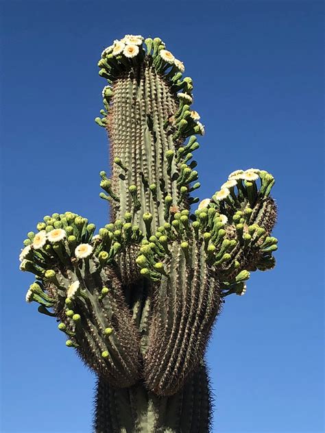 100 Giant Saguaro Cactus Seeds Carnegiea Gigantea Collected Etsy