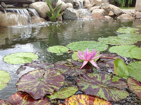 Ecosystem Ponds « Buck's Landscape Material