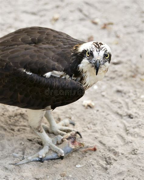 131 Osprey Bird Talons Up Close Stock Photos Free And Royalty Free