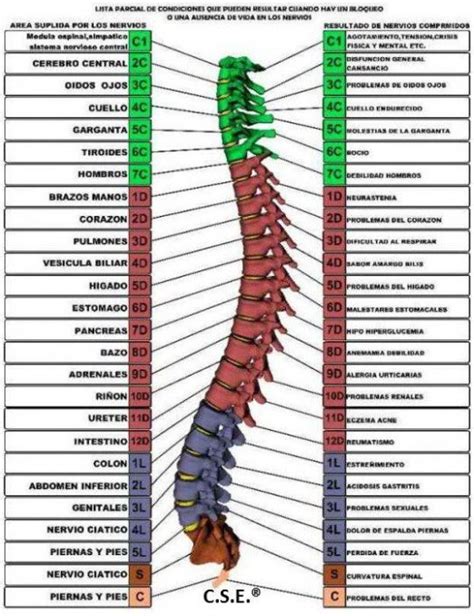 Imágenes de la columna vertebral Cuerpo humano