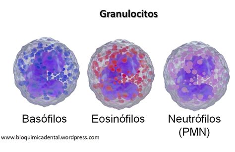 DICCIONARIO DE BIOLOGIA QUÉ SON GRANULOCITOS