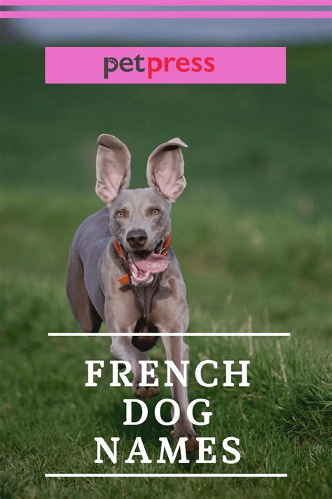 The 200 Best French Dog Names for your Male And Female Puppy