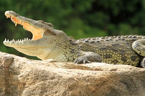 Nile Crocodile Facts For Kids Nile Crocodile Diet And Habitat