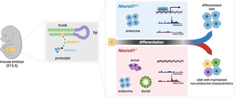 NEUROD1 Function During Endocrine Cell Differentiation Our Study