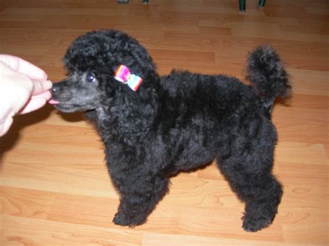 🔥 50 Free Poodle Puppy Wallpapers Wallpapersafari