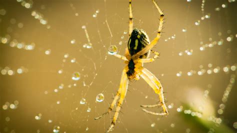 Spider Control Ally Pest Control