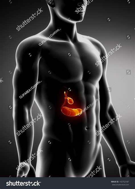 Pancreas Biliary Male Anatomy Anterior Xray