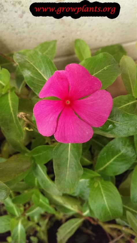 Catharanthus roseus - How to grow & care