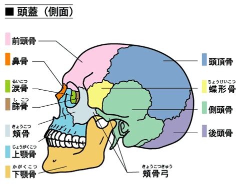 自律神経の乱れ・不調 オアシス整骨院