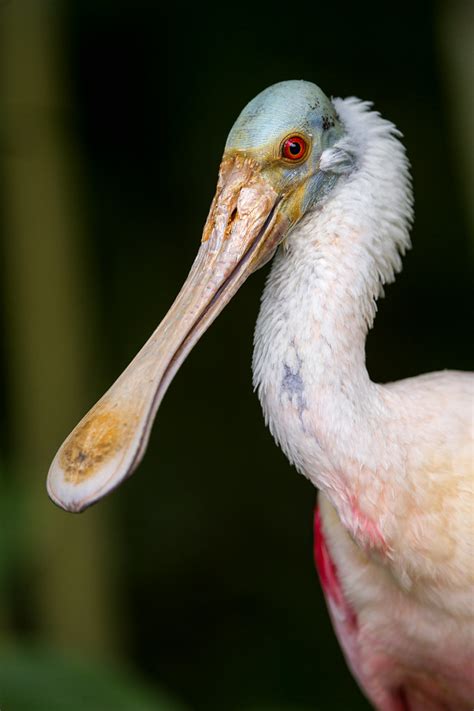 Next Spoonbill Portrait A Fine Portrait Of A Spoonbill I Flickr