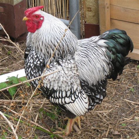 Silver Laced Wyandotte Rooster