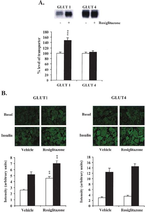 Effect Of Rosiglitazone On Glucose Transporters T L Adipocytes Day