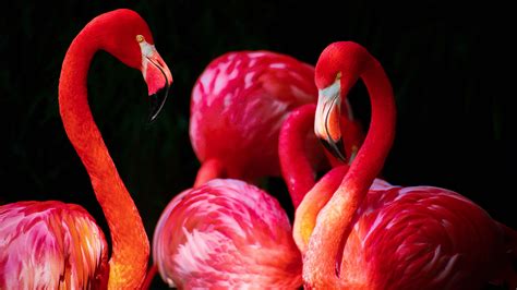 Flamingos Wallpapers | HD Wallpapers | ID #16603