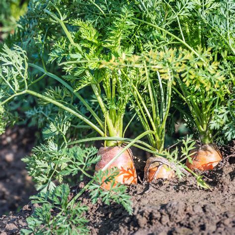 Daucus Carota Subsp Sativus Picturethis