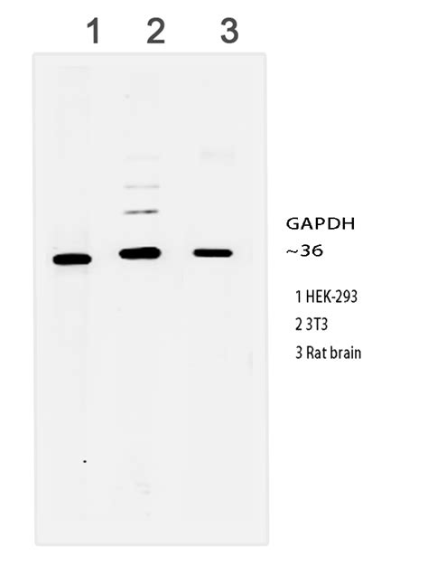 GAPDH Rabbit MAb 6RJ1 Nature Biosciences Kit MAb