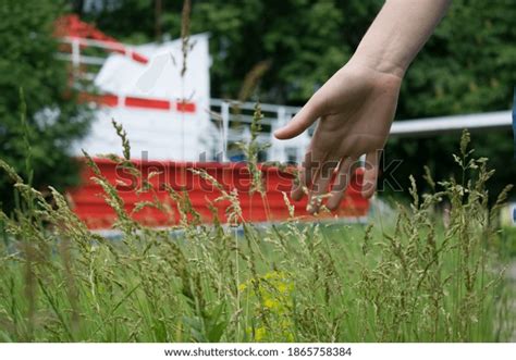 Womans Hand Touching Grass Stock Photo Shutterstock