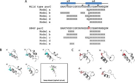 De Novo Prediction Of U Parvum ParC Peptide Structures Amino Acid