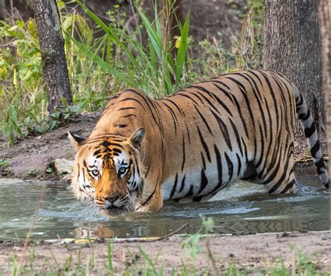 Tigers in India - 12 Best Places To Sight Them | WildlifeZones