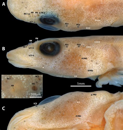 A new genus and species of clingfish from the Rangitāhua Kermadec