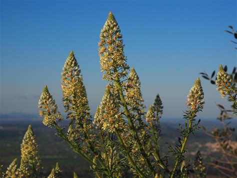 20 Free Reseda Kashi And Kashi Images Pixabay