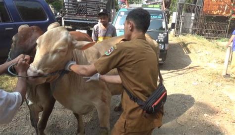 Jelang Idul Adha Pemeriksaan Hewan Kurban Di Pasar Hewan Purwakarta