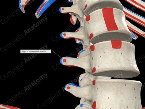 Origin of Psoas Major Muscle | Complete Anatomy