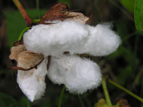 Cotton Boll Completely Open Life Cycle Of The Cotton Plant Flickr