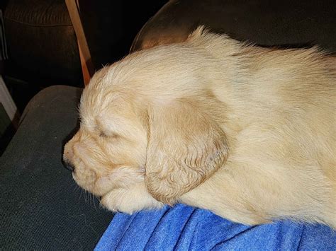 Stellar Acres Golden Retrievers Golden Retriever Puppies For Sale In