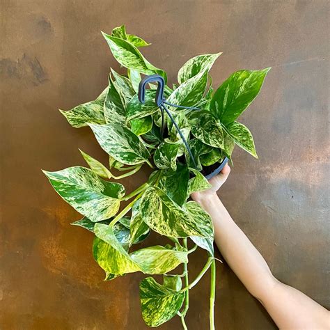 Epipremnum Marble Queen Hangpot Grow Urban