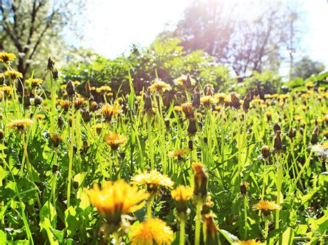 Does Dandelion Root Detoxify The Blood And Wipe Out Acne