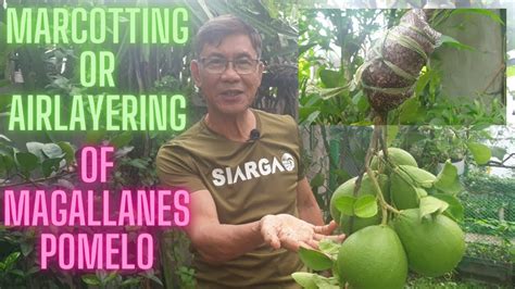 Marcotting Air Layering Of Magallanes Variety Pomelo YouTube