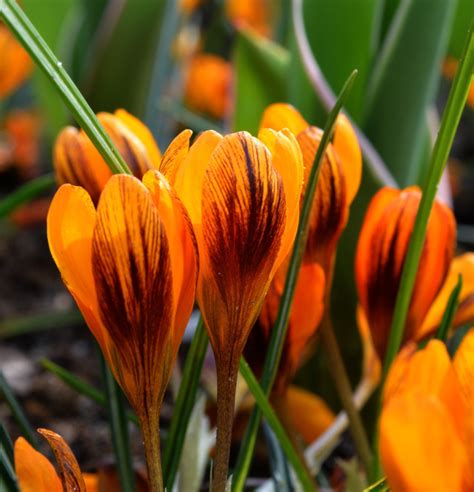 Krokus Wiosenny Orange Monarch Dutchgrown™