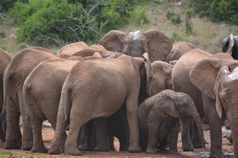 A Walk on the Wild Side in Addo Elephant National Park