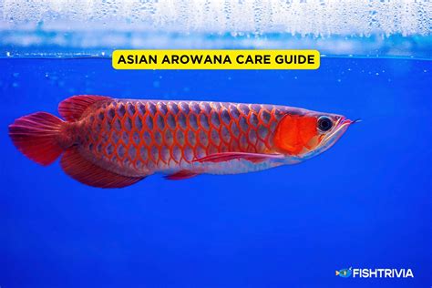 Asian Arowana Care Guide Habitat Tank Size Breeding Fishtrivia