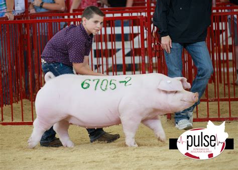 The Exposition Open Landrace Gilts The Pulse