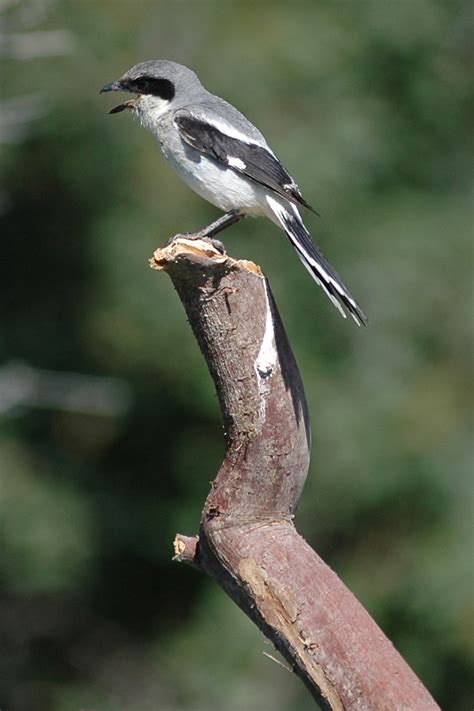 Loggerhead Shrike Loggerhead Shrike Lanius Ludovicianus Flickr