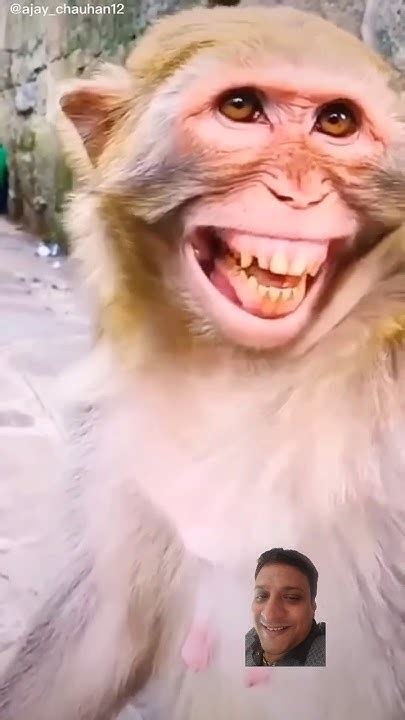 Laughing Monkey 🐒🐒🐒monkey Funnymonkey Funny Youtube