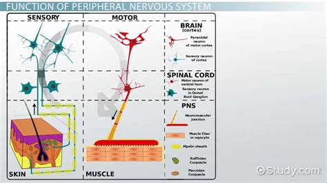 Peripheral Nervous System Definition Function And Parts Lesson