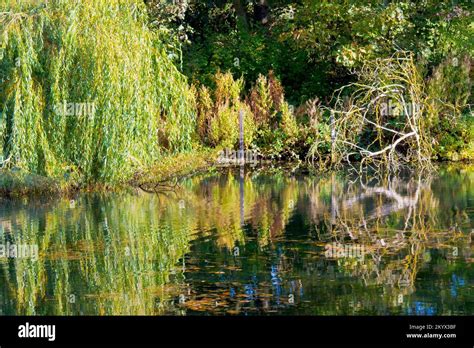 The Drooping Branches Of A Weeping Willow Salix Babylonica And A Dead