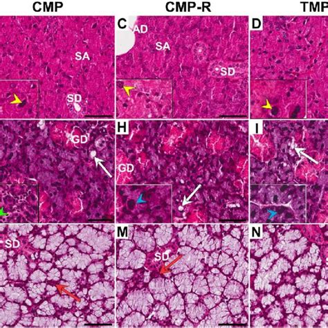 Representative Light Micrographs Of Hematoxylin And Eosinstained