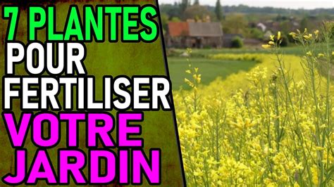 Plantes Pour Fertiliser Votre Jardin Permaculture Vulgarisation